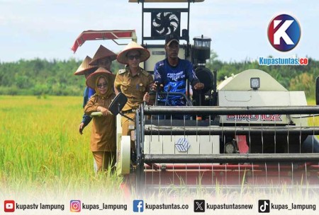 Kupas Tuntas - Pada 2025, Luas Panen Padi di Kabupaten Mesuji Capai 5. ...